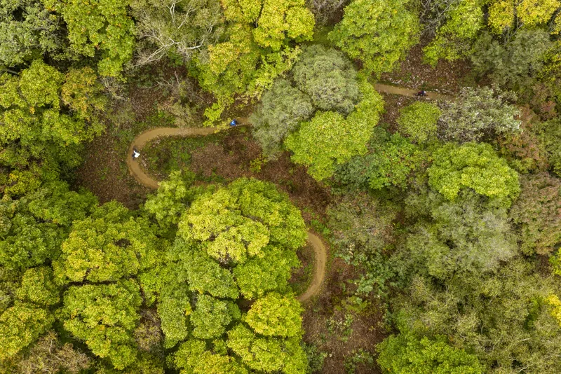 Aerial view of singletrack winding through Twin Peaks forest