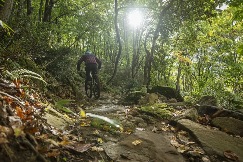 Atmospheric forest singletrack at Twin Peaks